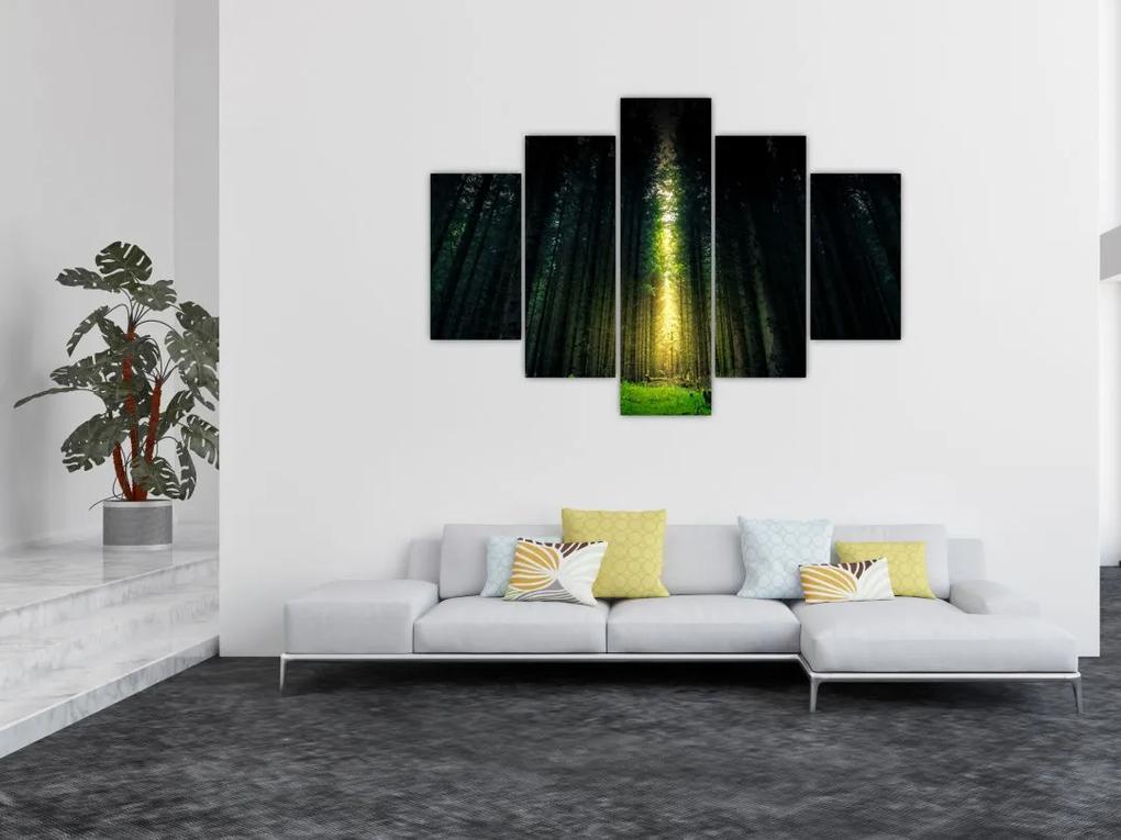 Obraz temného lesa (150x105 cm)