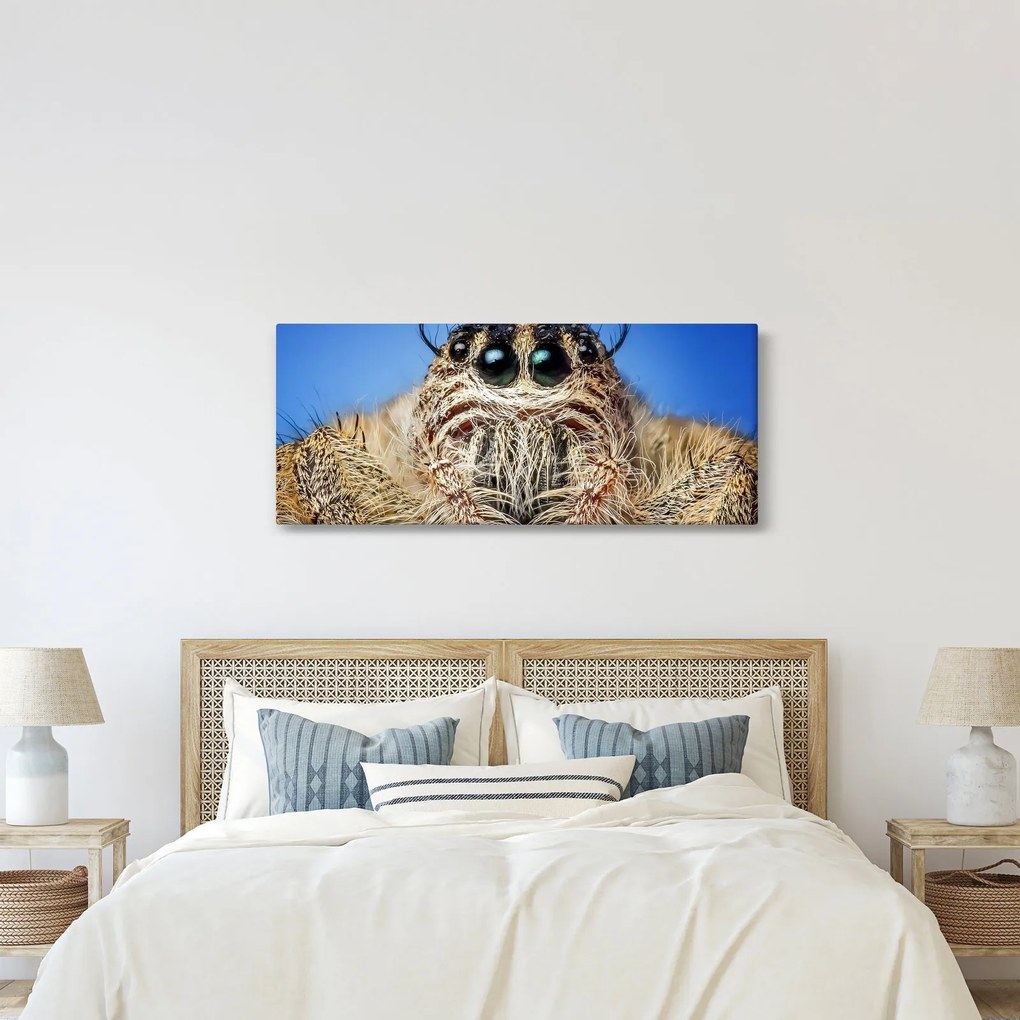 Obraz detailu pavúka (120x50 cm)
