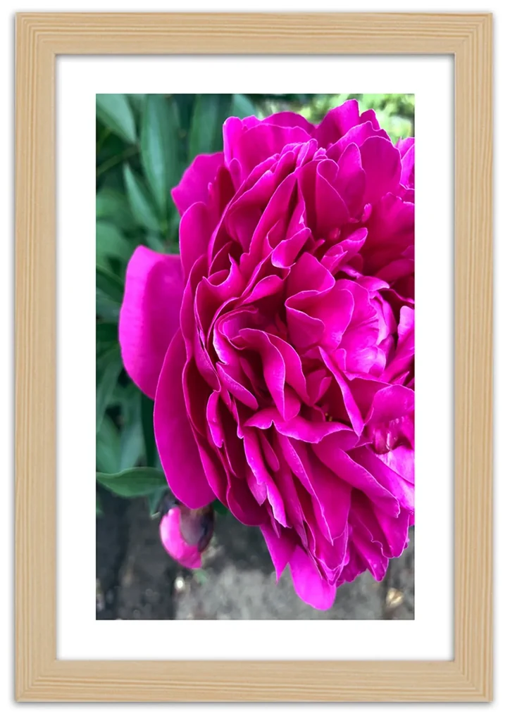 Gario Plagát Ružový veľký kvet Farba rámu: Bez rámu, Rozmery: 40 x 60 cm
