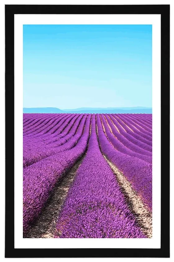 Plagát s paspartou nekonečné levanduľové pole - 40x60 white