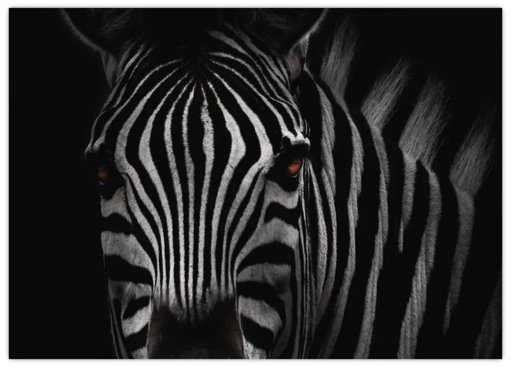 Sklenený obraz zebry (70x50 cm)