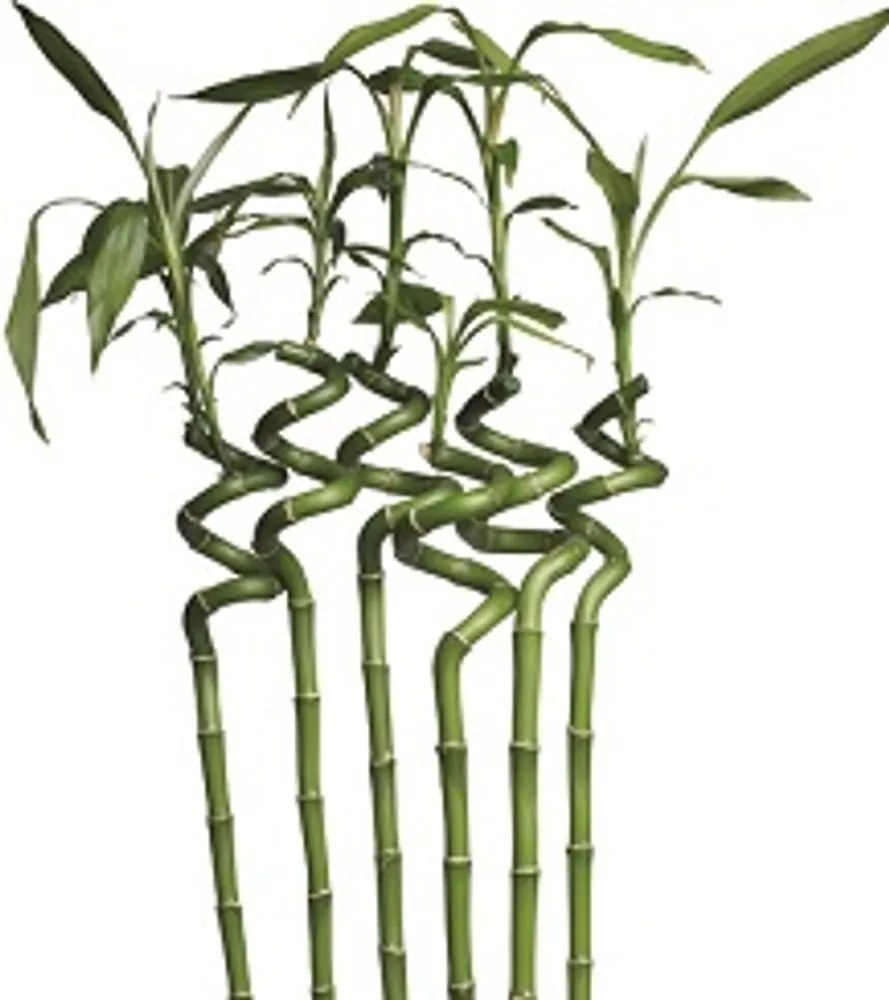 2G Lipov Chránič matraca Bamboo z prírodných vlákien - 100x200 cm