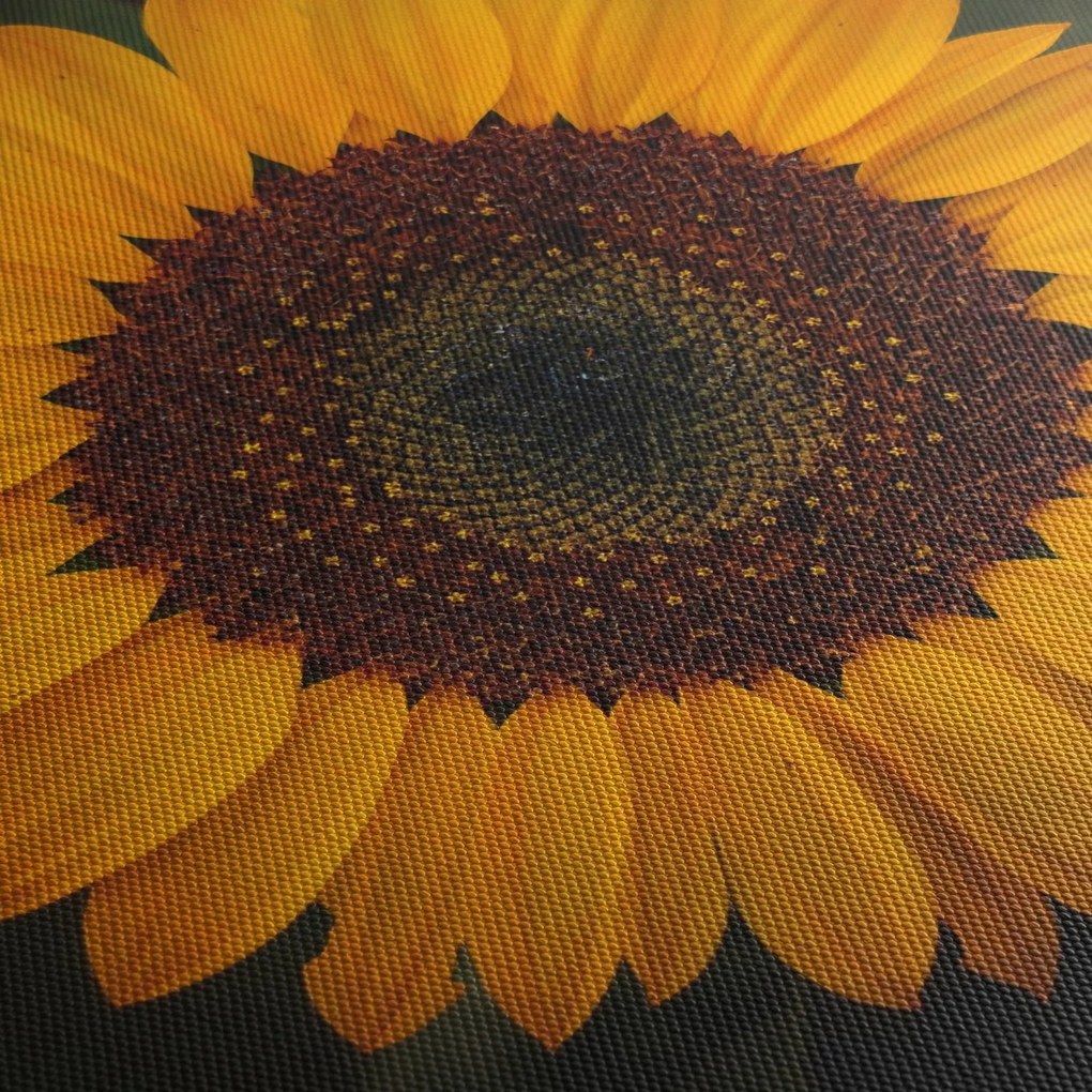 Obraz - Slnečnice a lístky kvetov (70x50 cm)
