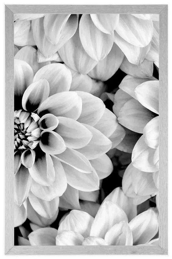 Plagát kvety dálie v čiernobielom prevedení - 60x90 silver