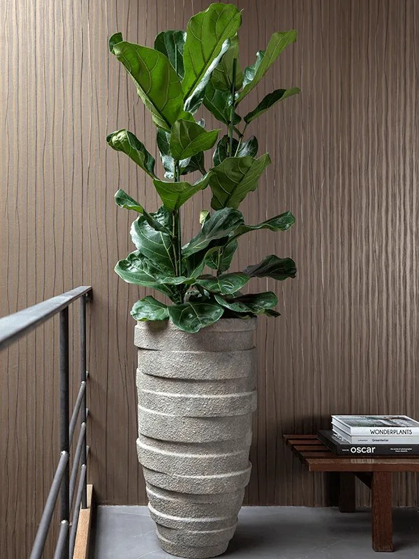 Ficus lyrata Tuft Pots.30x130 cm