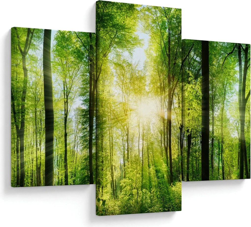 Obraz - Svitanie v lese (90x60 cm)