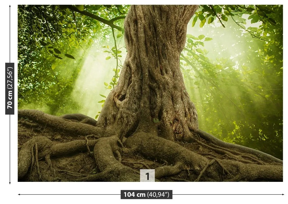 Fototapeta Vliesová Veľké korene stromov 208x146 cm