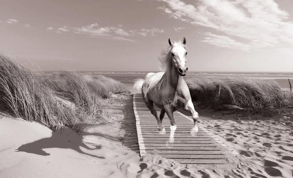 Fototapeta - Kôň na pláži (254x184 cm)