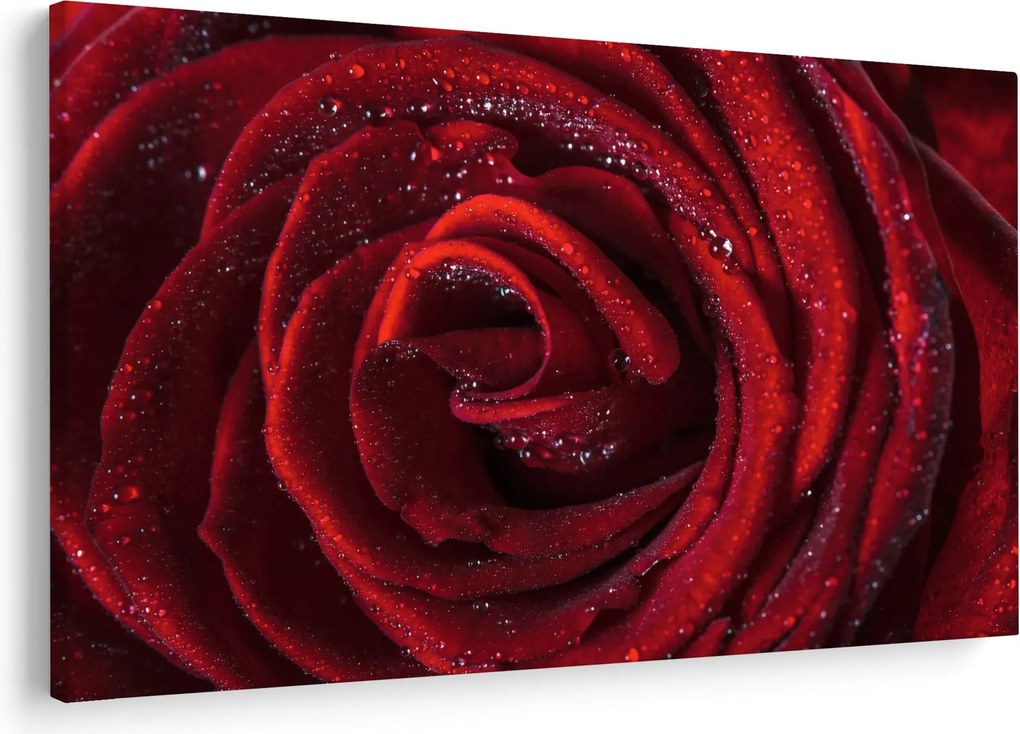 Obraz - Červená ruža s kvapkami rosy (90x60 cm)