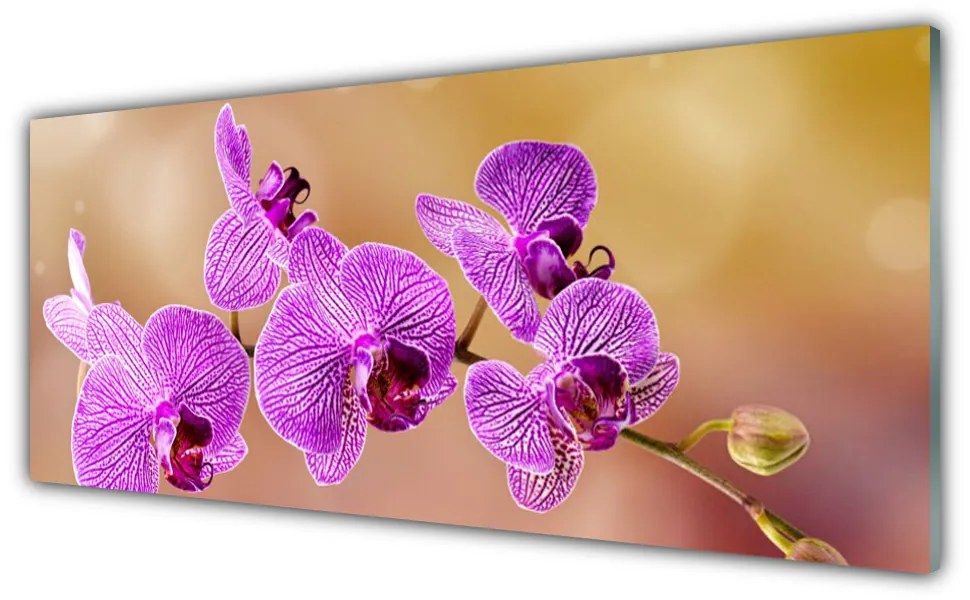 Obraz plexi Orchidea výhonky kvety príroda 125x50 cm