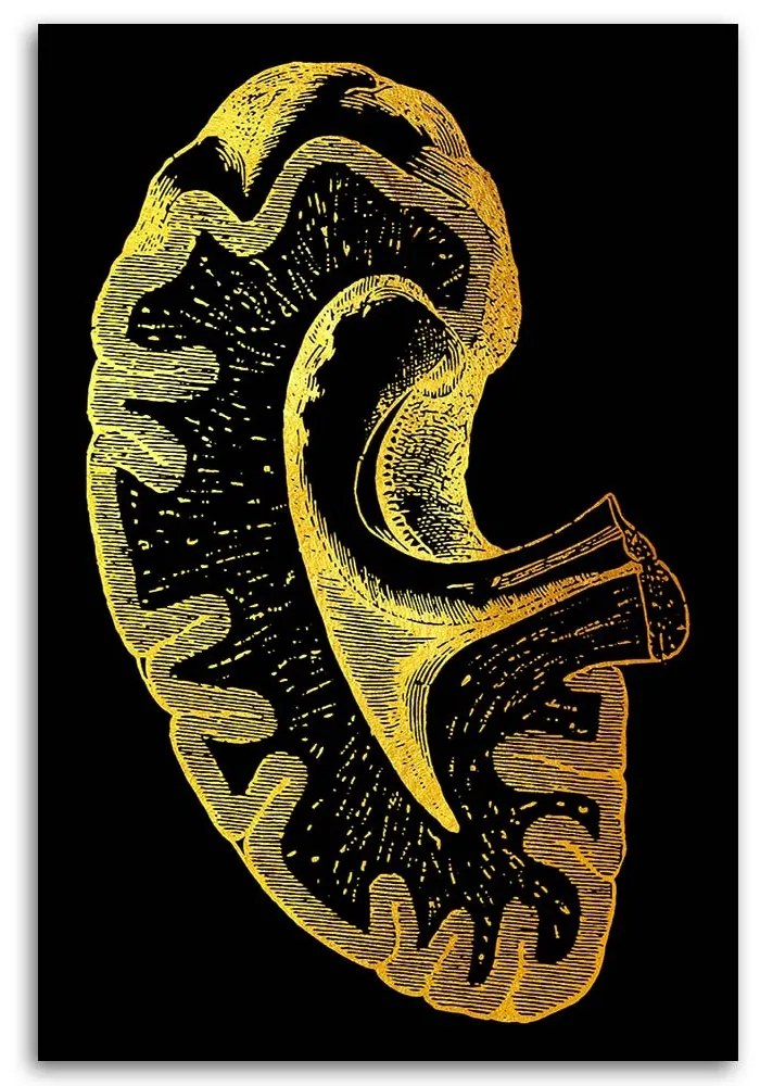 Gario Obraz na plátne Zlatá anatómia, obličky - Gab Fernando Rozmery: 40 x 60 cm