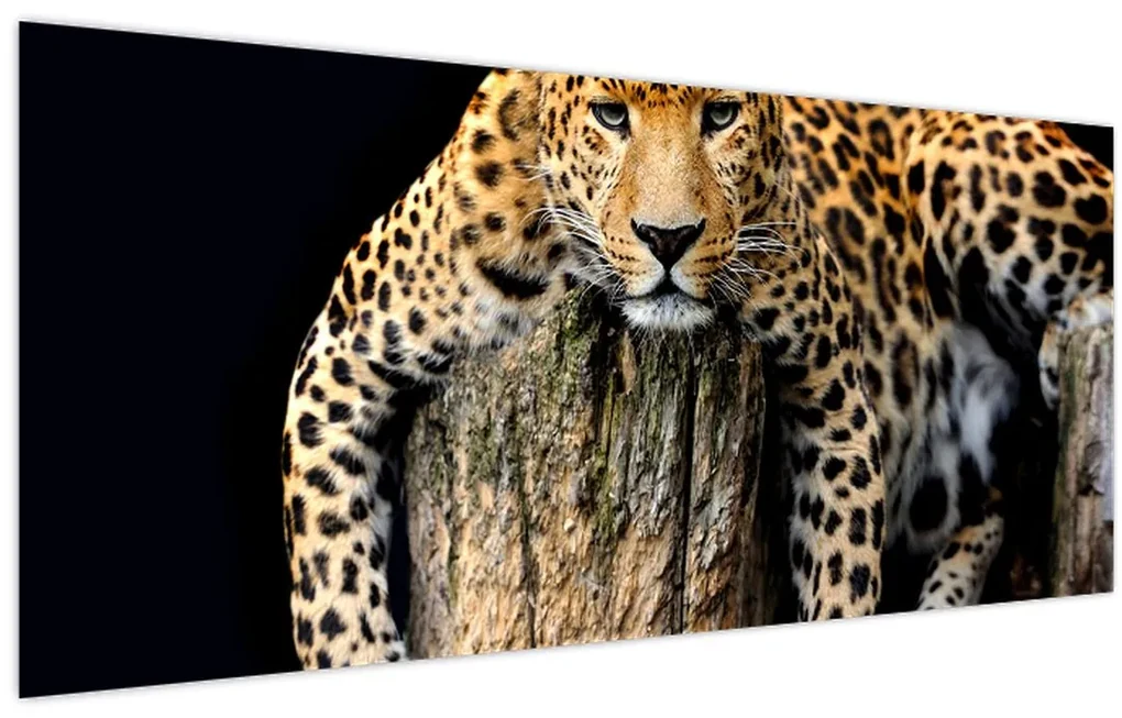 Obraz - Gepard (120x50 cm)