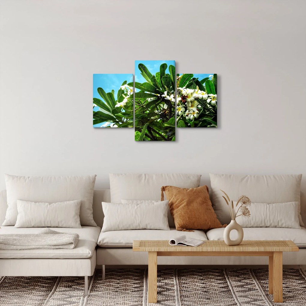 Obraz - Plumeria (90x60 cm)