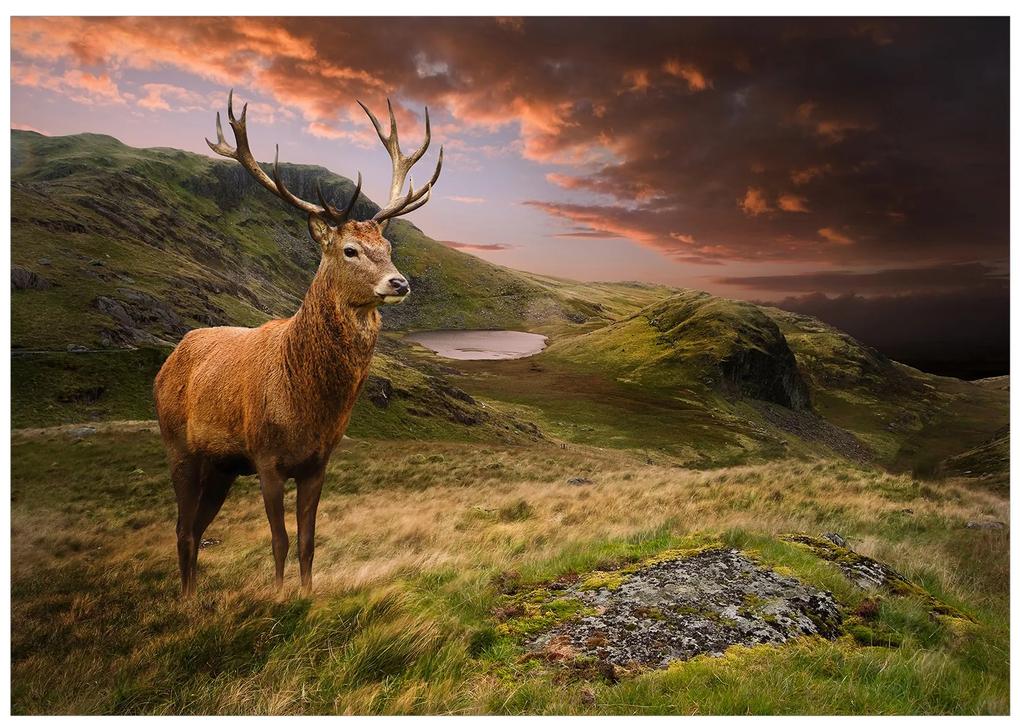 Artgeist Fototapeta - Deer on Hill Veľkosť: 100x70, Verzia: Premium