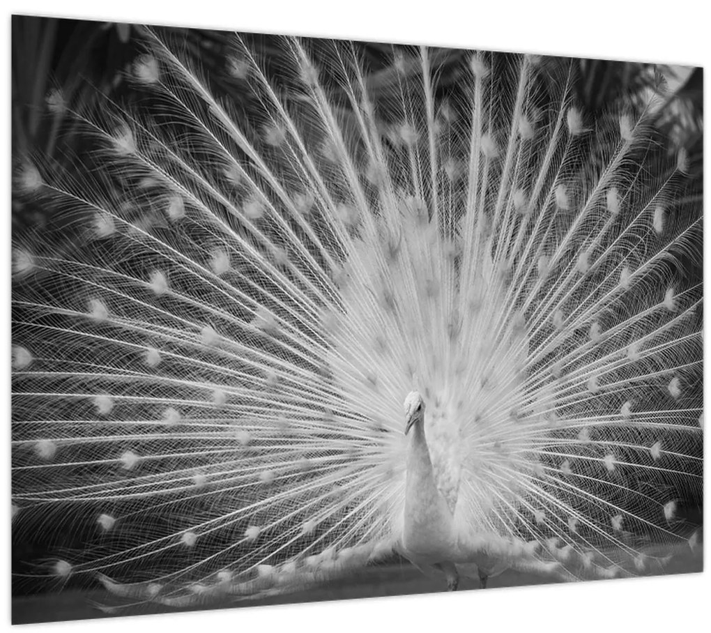 Obraz - Biely páv (70x50 cm)