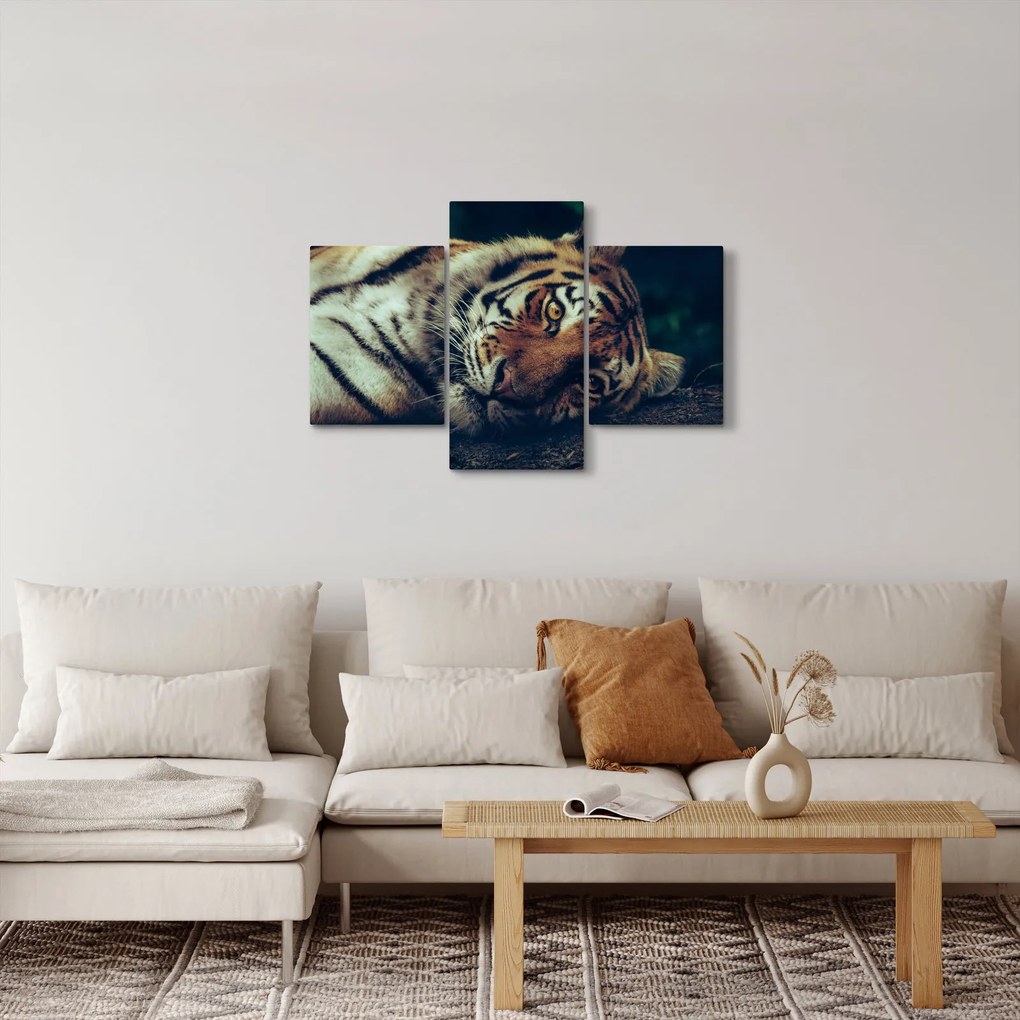 Obraz - Tiger Sibírsky (90x60 cm)