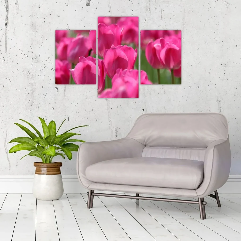 Obraz - Ružové tulipány (90x60 cm)