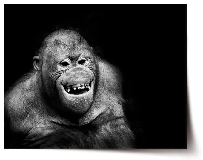 Sablio Plagát Orangután - 60x40 cm