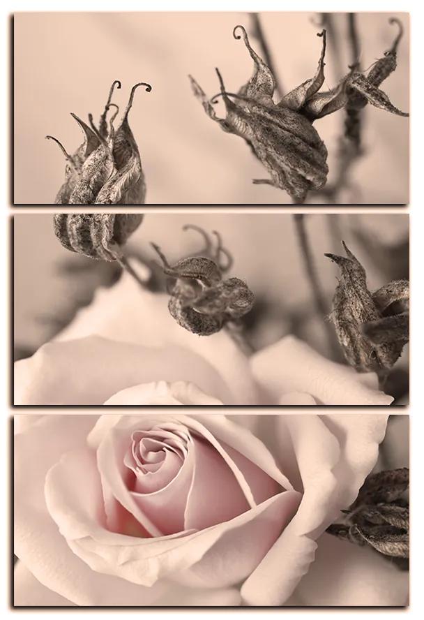 Obraz na plátne - Ruža a uschnuté rastliny - obdĺžnik 7225FB (120x80 cm)