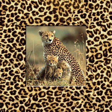 Falc Obraz na plátne - Leopard, 30x30 cm