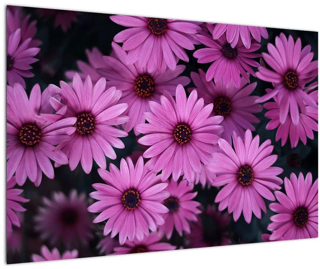 Obraz ružových kvetov (90x60 cm)