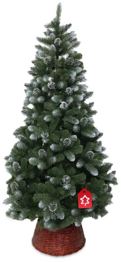 Borovica zasněžená 150 cm