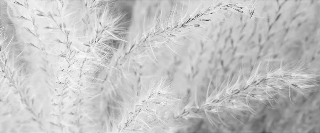 Obraz - Pampas grass N⁰1 (120x50 cm)