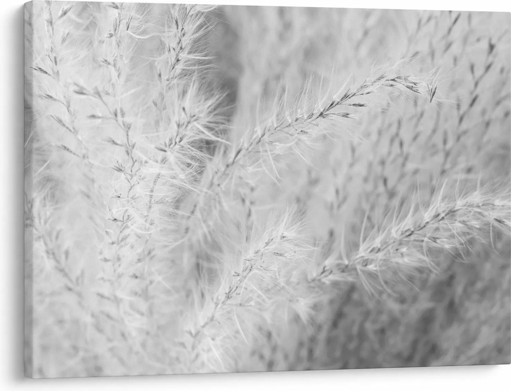 Obraz - Pampas grass N⁰1 (70x50 cm)