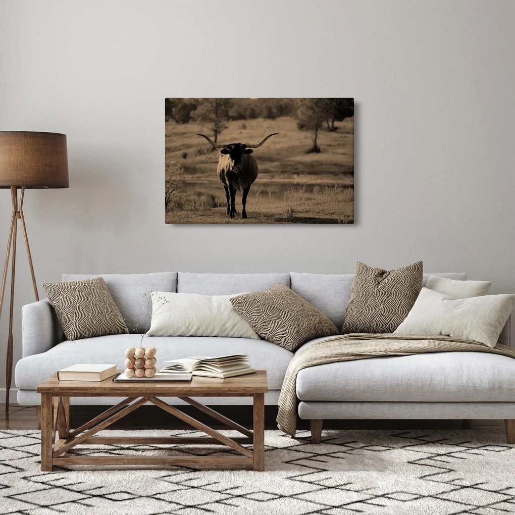 Obraz - Texaská krava (90x60 cm)