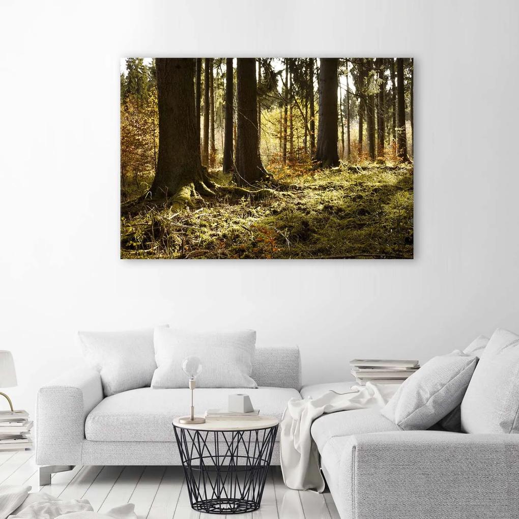 Gario Obraz na plátne V lese Rozmery: 60 x 40 cm