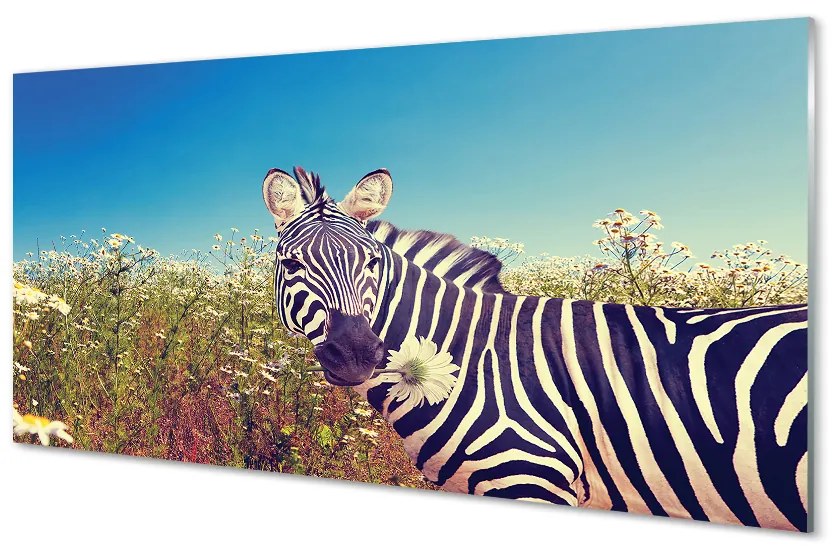 Obraz na akrylátovom skle Zebra kvety 140x70 cm
