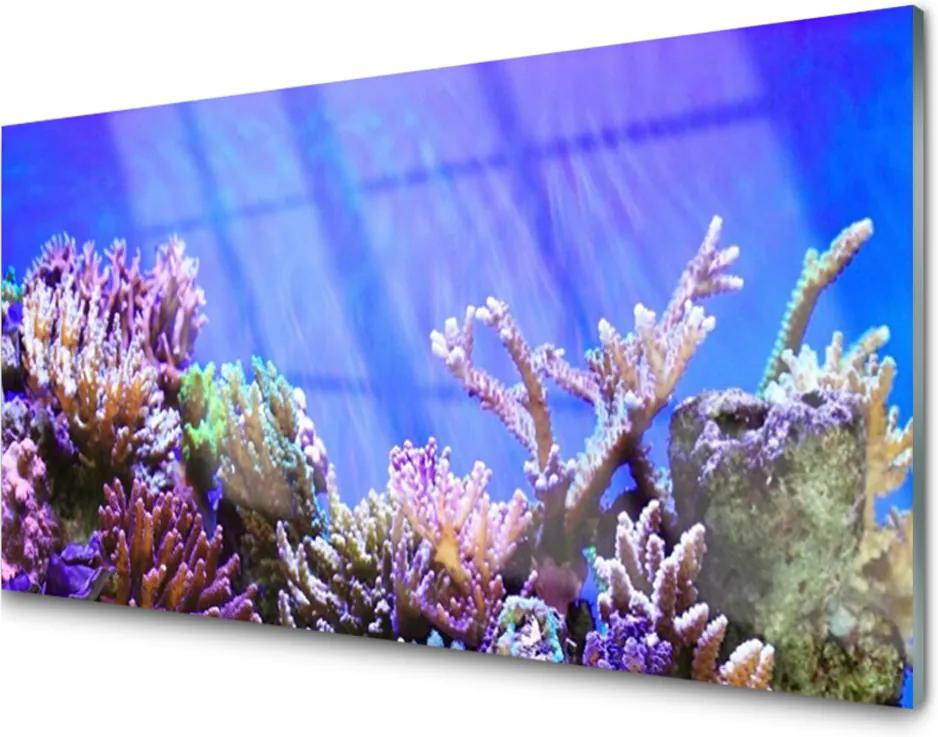 Obraz plexi Koralový Útes Príroda