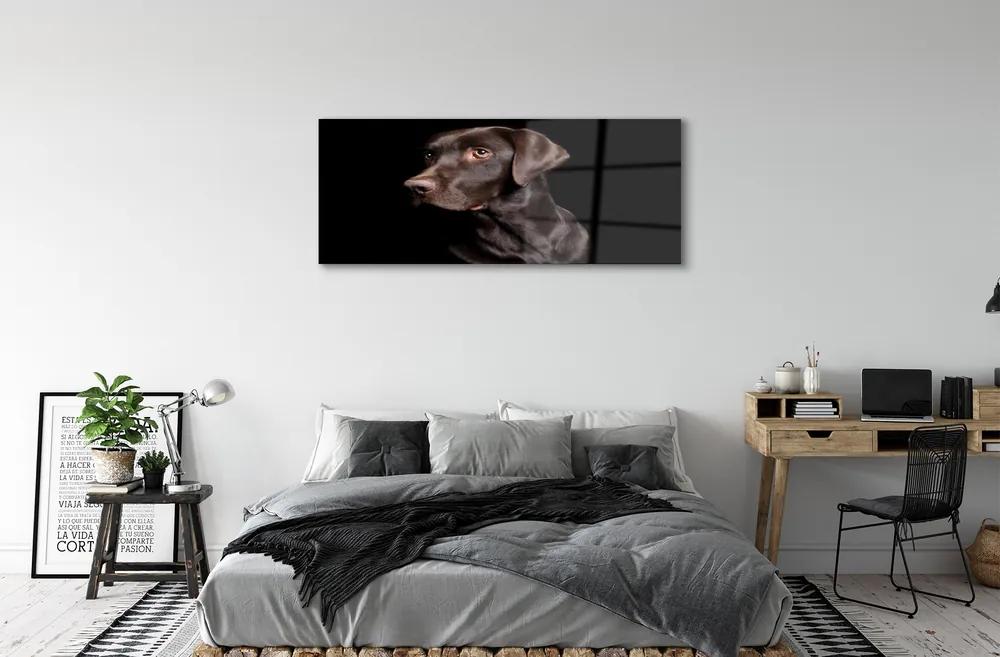 Obraz na akrylátovom skle Hnedý pes 120x60 cm