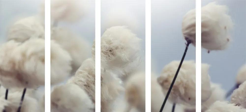 5-dielny obraz arktické kvety bavlny