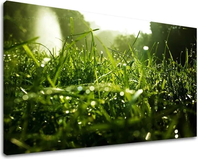 Obraz na stenu RASTLINY