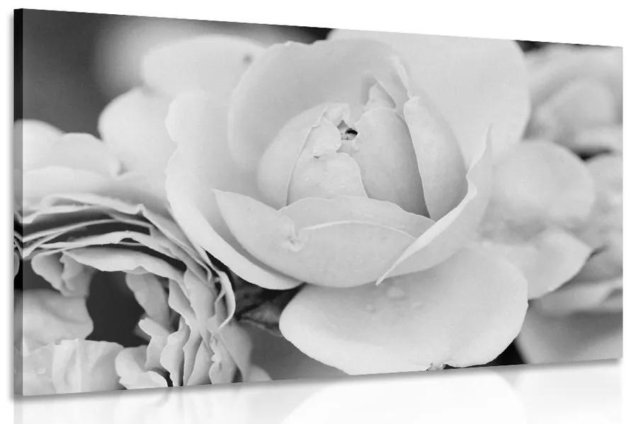 Obraz plný ruží v čiernobielom prevedení