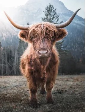 Obraz na plátne Škótska krava, 46x61 cm%
