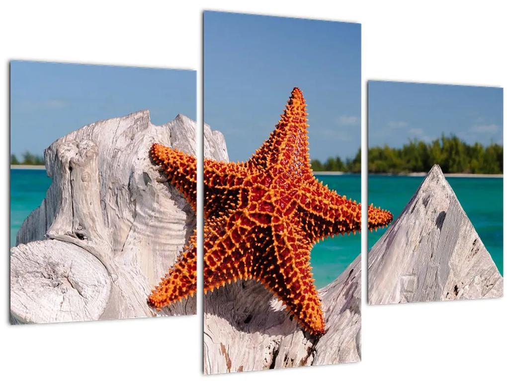 Obraz morskej hviezdice (90x60 cm)