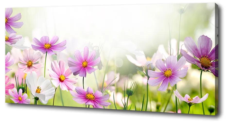 Foto obraz canvas Kvety na lúke pl-oc-125x50-f-49015861