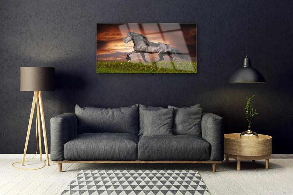 Obraz na skle Čierny kôň lúka zvieratá 100x50 cm