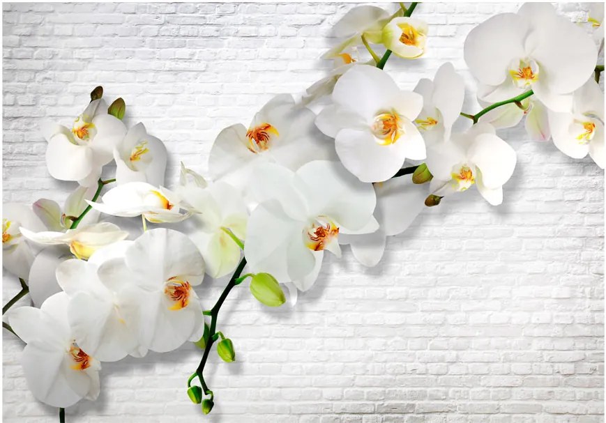 Fototapeta - Biela orchidea II 250x175 + zadarmo lepidlo