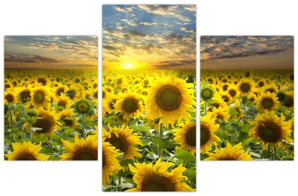 Obraz slnečníc