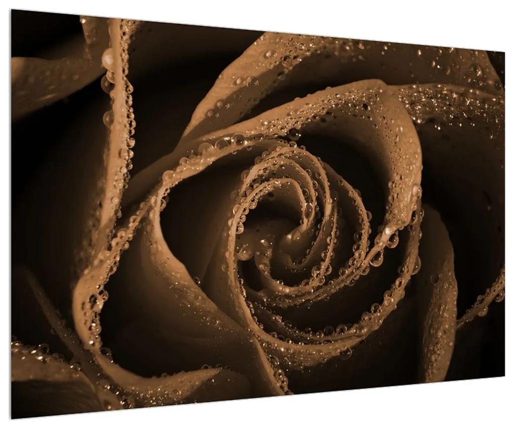 Obraz ruže s kvapkami (90x60 cm)
