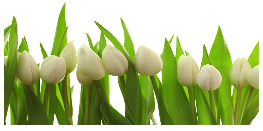 Foto obraz akrylový na stenu Biele tulipány pl-oa-140x70-f-40774671