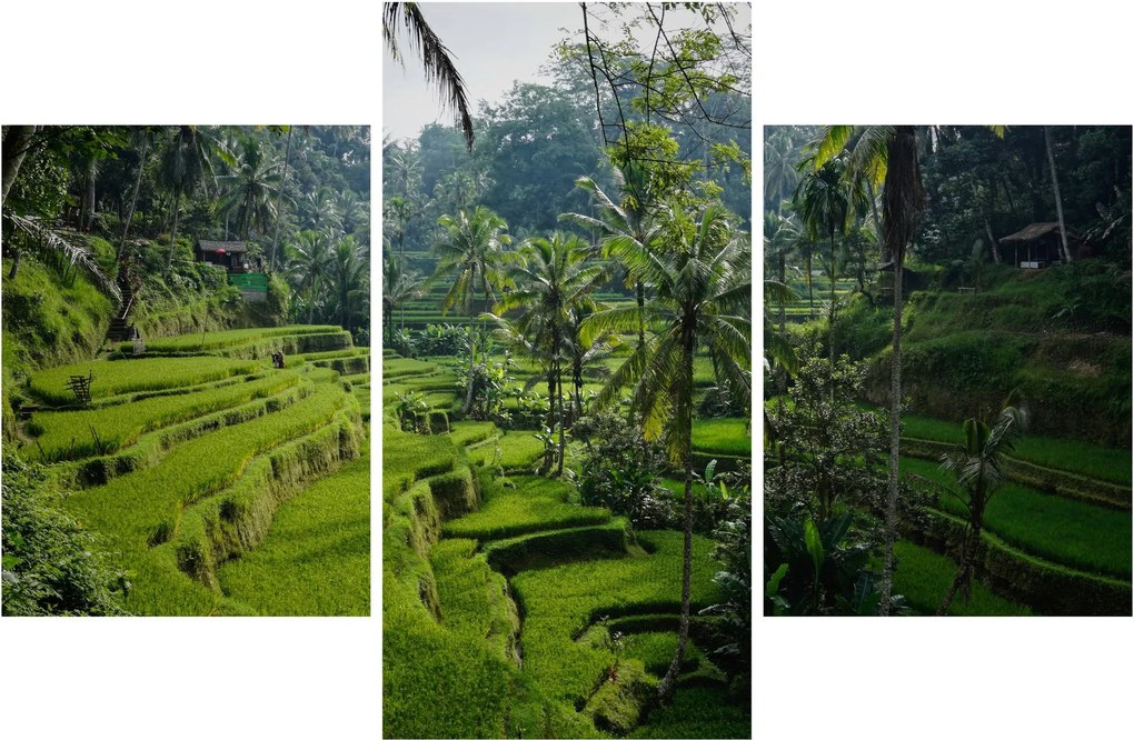 Obraz ryžových terás Tegalalang, Bali (90x60 cm)
