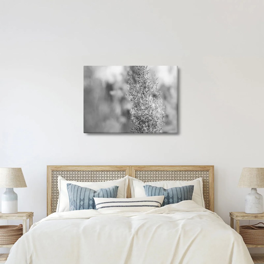 Obraz - Boho pampas grass (70x50 cm)