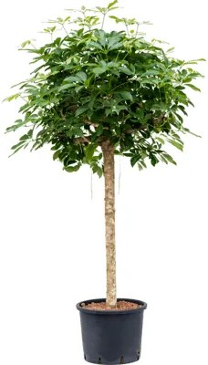 Schefflera arboricola "Compacta" Stem 28x150 cm