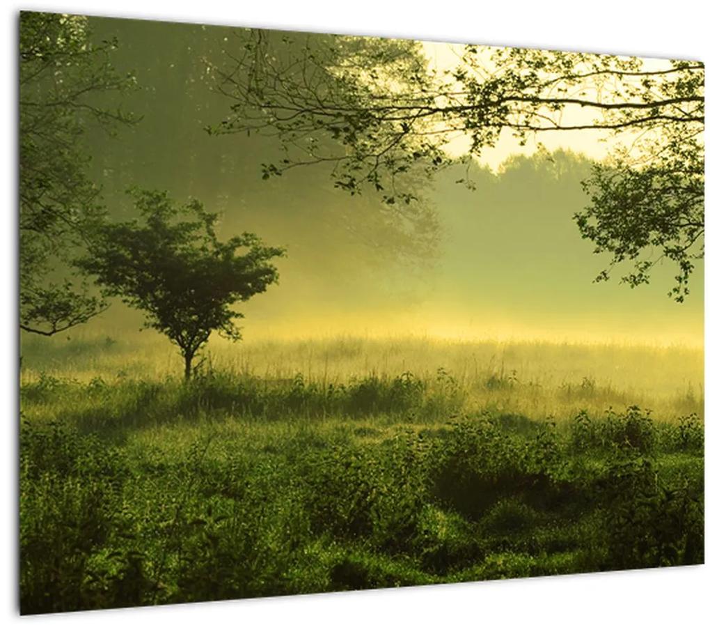 Sklenený obraz - Prebúdzajúci sa les (70x50 cm)