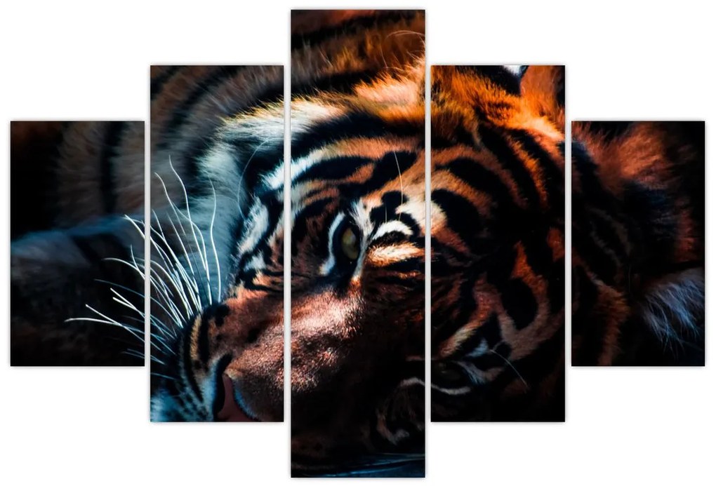 Obraz ležiaceho tigra (150x105 cm)