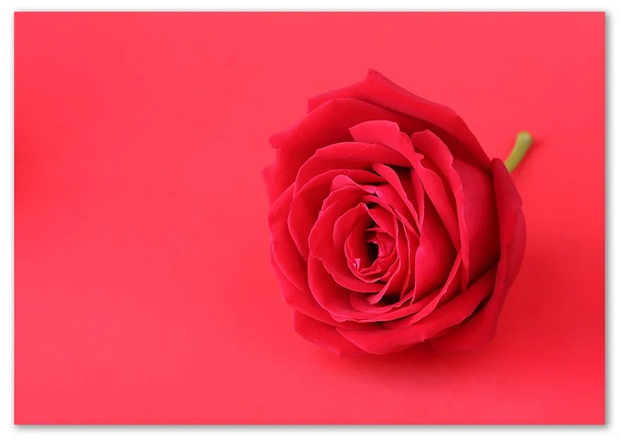Foto-obraz sklo tvrdené Červená ruža pl-osh-100x70-f-77656963